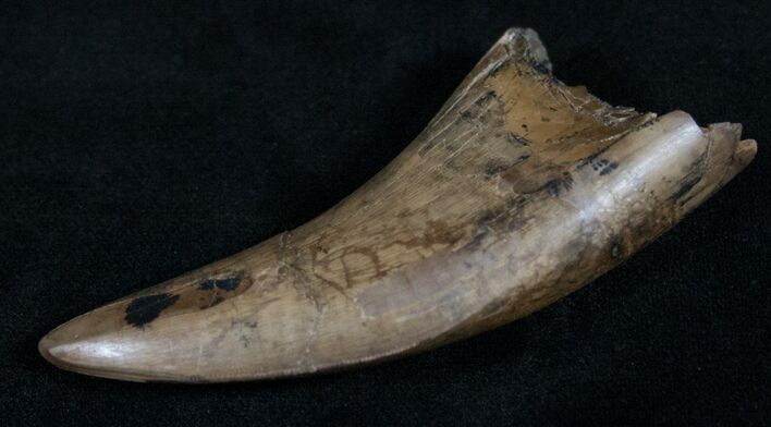 Huge Daspletosaurus (Tyrannosaur) Tooth #13635